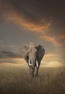 Elephant grazing in savanna field