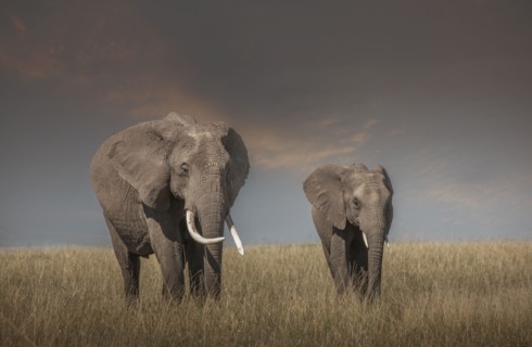 Elephant and calf grazing in savanna field