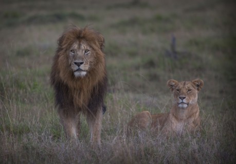 Lion and lioness in remote field