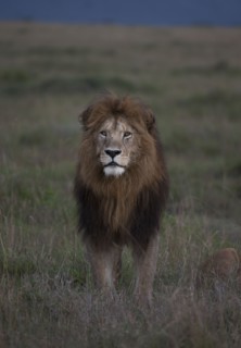 Lion standing in remote field