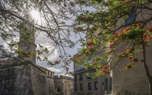 Trees and historical buildings