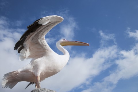Low angle view of bird under blue sky