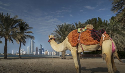 Camel looking at distant city