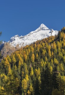 Autumn trees near snow covered mountains