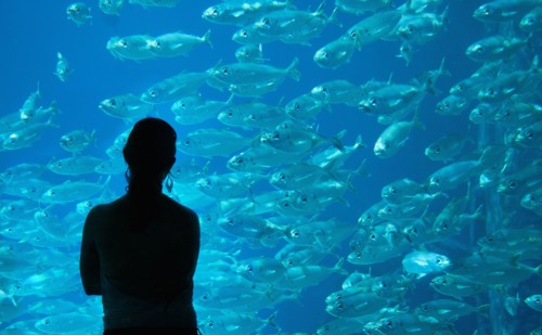 Silhouette of Caucasian woman admiring fish at aquarium