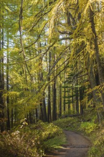 Path in forest