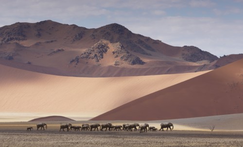 Herd of elephants crossing desert