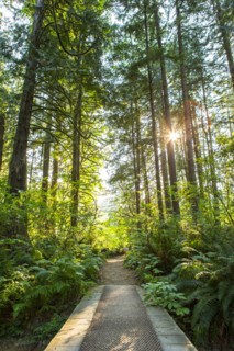 Footbridge and path through forest
