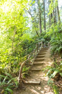 Staircase in forest