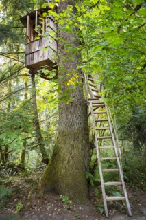 Remote tree house in forest
