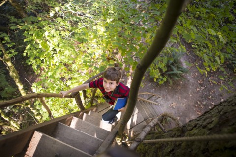 Caucasian boy climbing ladder to tree house