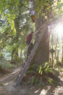 Caucasian boy climbing ladder to tree house