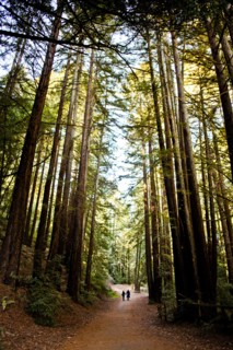 Dirt path through trees in forest