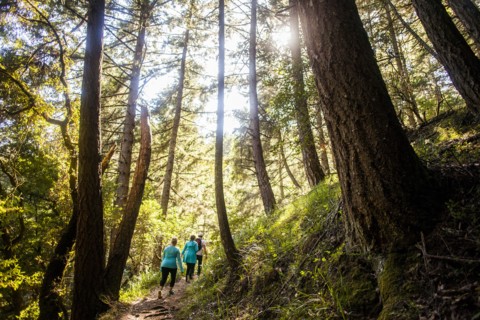 Women hiking in sunny forest