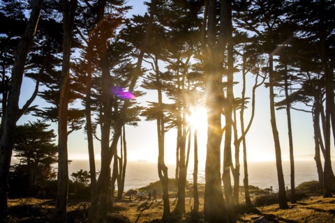Silhouette of trees along coastline