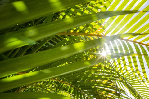Low angle view of sun shining through palm fronds