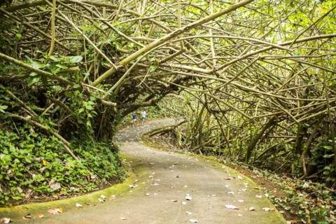 Tree branches over concrete path in forest