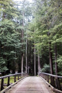 Wooden walkway through tall trees in forest