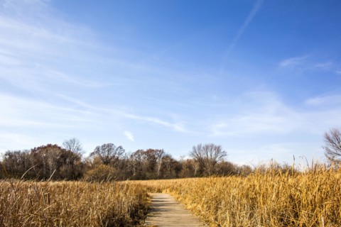 Path through tall grass field under blue sky
