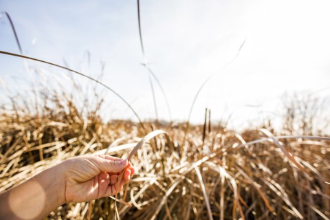 Close up of hand holding tall grass stalk
