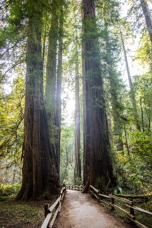 Tall trees over fenced dirt path in forest