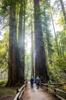 Caucasian couple walking on fenced dirt path under tall trees
