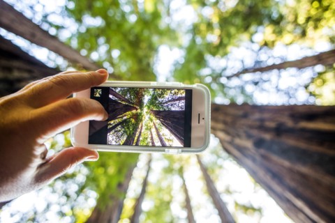 Low angle view of cell phone taking photograph of trees in forest