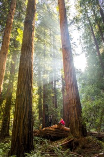 Hiker sitting under tall trees in forest
