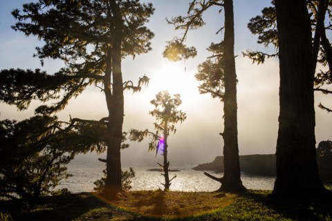 Trees growing near ocean