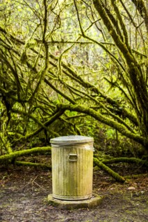 Garbage can in mossy forest