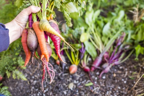 Caucasian farmer holding fresh vegetables in garden