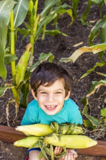 Mixed race boy picking corn in garden