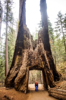 Caucasian mother and daughter under ancient tree in Yosemite National Park