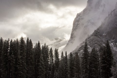 Forest and mountains in Yosemite National Park