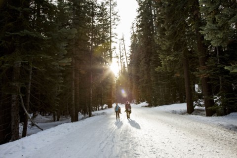 Hikers walking in snowy forest