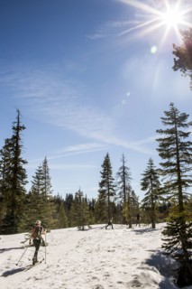 Cross-country skier in snowy forest
