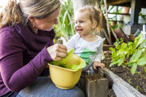 Caucasian mother and daughter picking lettuce from garden