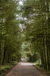 Distant people standing in tree-lined street
