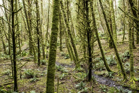 Green moss on forest trees
