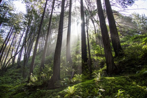 Sunbeams on forest trees