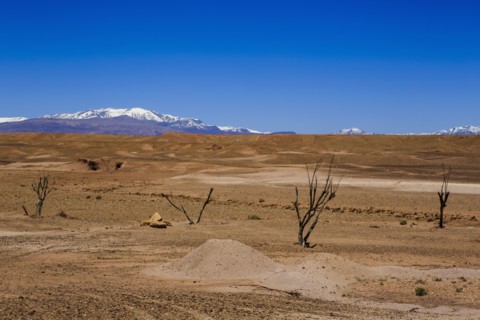 Bare trees in remote desert
