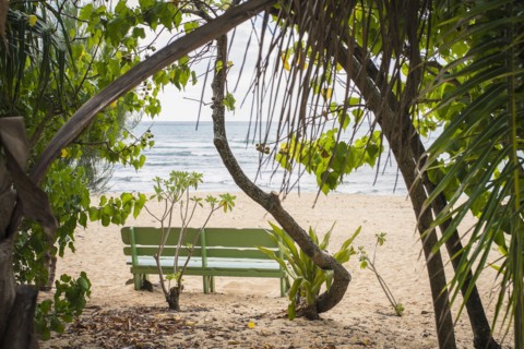 Empty bench and trees on beach
