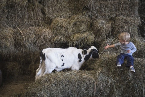 Caucasian boy laughing on haystacks near cows
