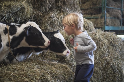 Caucasian boy laughing on haystacks near cows