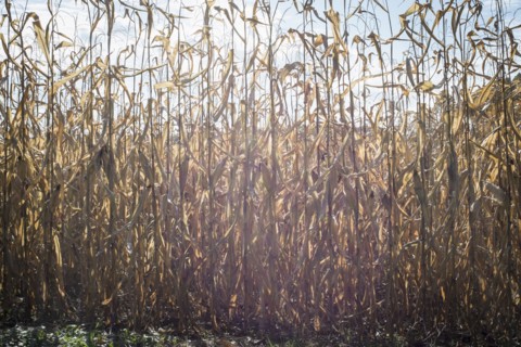 Corn crops growing in farm field