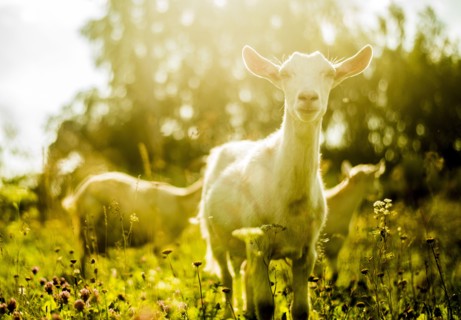 Goats grazing in rural field