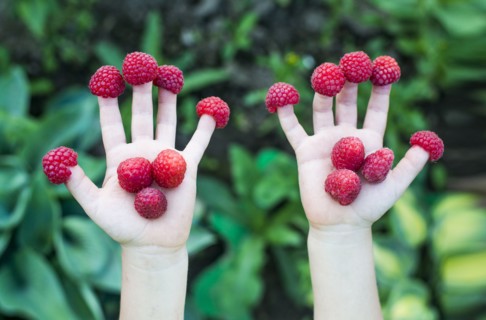 Close up of child holding raspberries on fingers