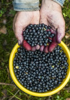 Close up of stained hands holding blueberries over bowl