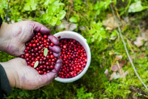 Close up of stained hands holding red berries over bowl