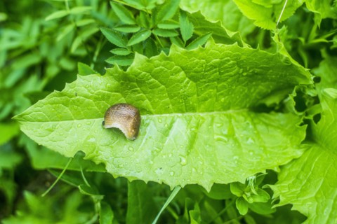 Close up of slug on wet leaf